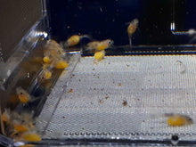 Load image into Gallery viewer, BL-3 - Breedingbox - Perfect for breeding fish and shrimp
