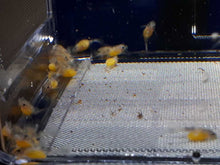 Load image into Gallery viewer, BL-3 - Breedingbox - Perfect for breeding fish and shrimp