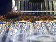 Load image into Gallery viewer, BL-2 - Breedingbox - Perfect for breeding fish and shrimp