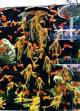 Load image into Gallery viewer, Sieve 0,2 - SF-01 - ZissAqua