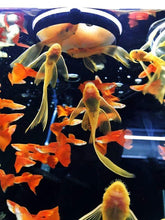 Load image into Gallery viewer, Sieve 0,1 - SF-01 - ZissAqua