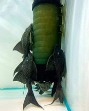 Load image into Gallery viewer, ZB-300 Bubble moving media filter