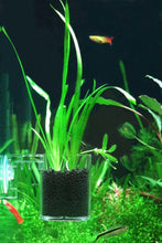 Load image into Gallery viewer, Ziss SF-0 (0.13mm) BBS Feeding Cup/ Plant Pot