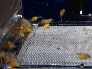 BL-3 - Breedingbox - Perfect for breeding fish and shrimp
