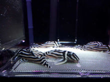 Load image into Gallery viewer, BL-3 - Breedingbox - Perfect for breeding fish and shrimp
