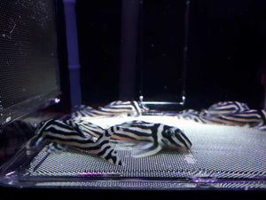 BL-3 - Breedingbox - Perfect for breeding fish and shrimp