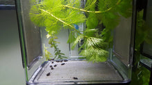 Load image into Gallery viewer, BL-3 - Breedingbox - Perfect for breeding fish and shrimp
