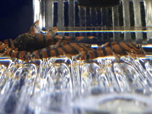 Load image into Gallery viewer, BL-2 - Breedingbox - Perfect for breeding fish and shrimp
