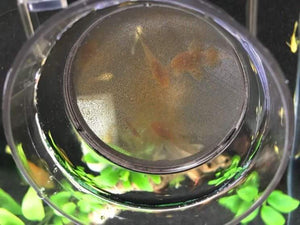 Sieve 0,13 - SF-01 - ZissAqua