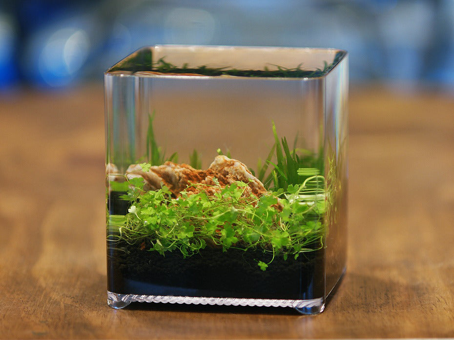 ZT-14 betta box – ZissAqua